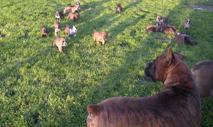 Jades Boxers - all out 2010 puppies having an outside adventure- Boxer puppies for sale in PA