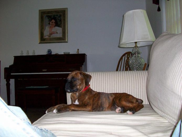 Jades Boxers - one of our babies in her new home :) Boxer puppies for sale in PA