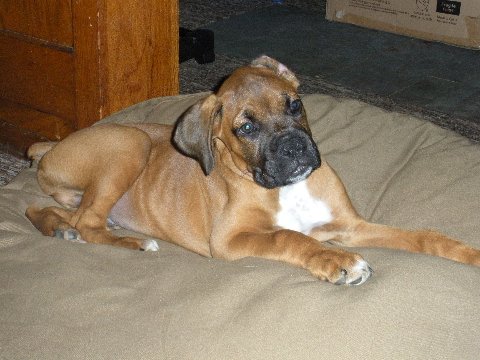 Kalohe (ka-low-hay) at 10 weeks old -Beautiful Fawn Male Boxer puppy my mom kept