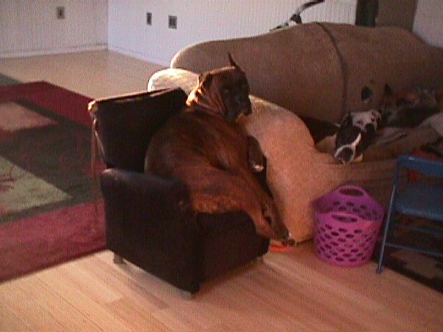 Sabian - now 99lbs. Large Brindle Male Boxer - Daddy Dog trying to lounge in Azreals chair