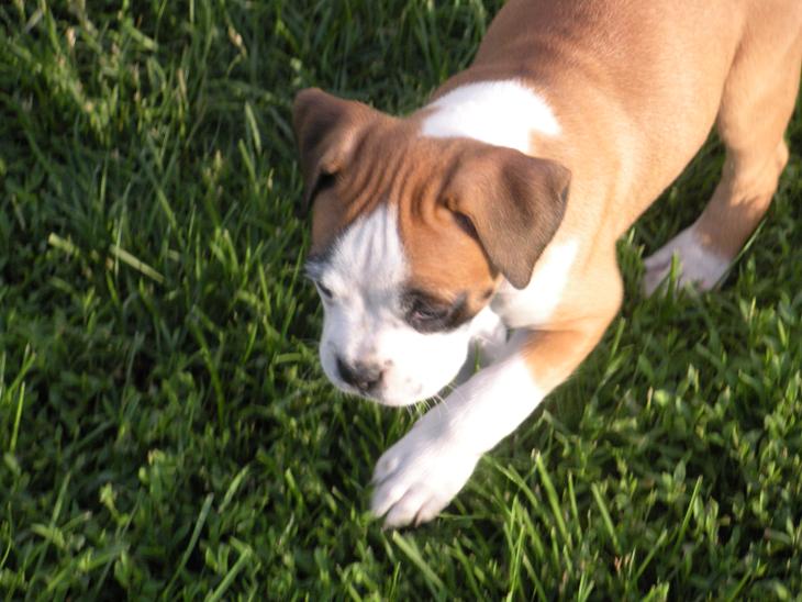 Jades Boxers - our Flashy fawn female that was for sale in PA