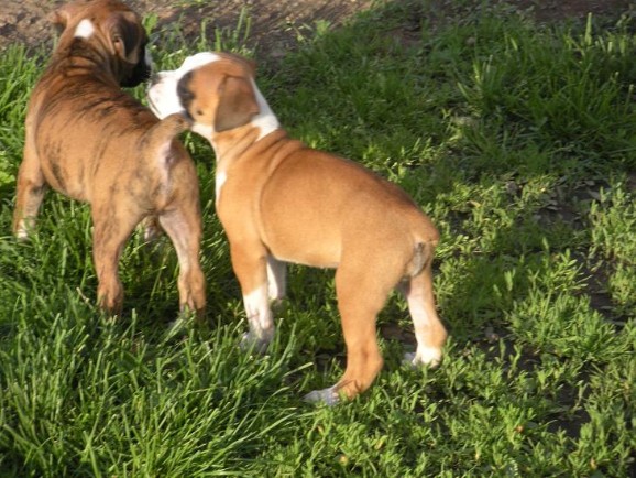 Jades Boxers - Beautiful Boxer puppies we had for sale in PA