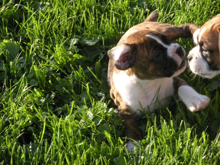 Jades Beautiful Boxer puppies playing in the yard, PA