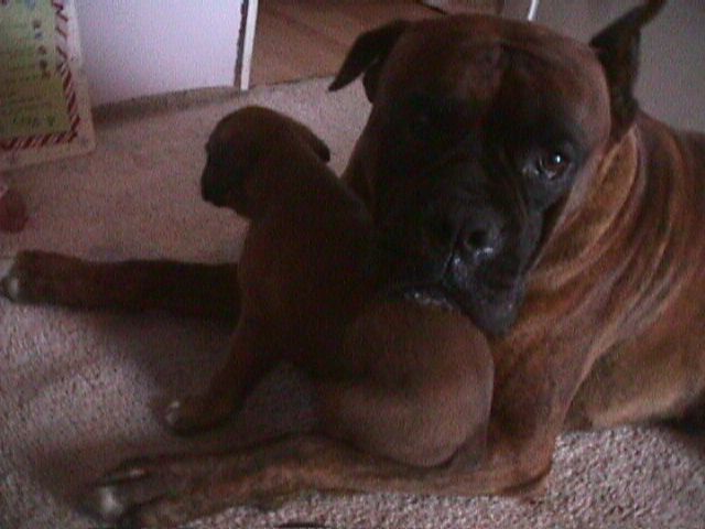 Sabian and one of his babies, Daddy to our april 2012 Boxer puppies for sale in PA
