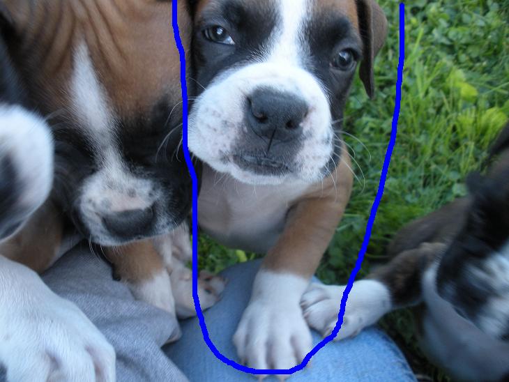 Jades Boxers - more of out beautiful boxer puppies for sale in PA