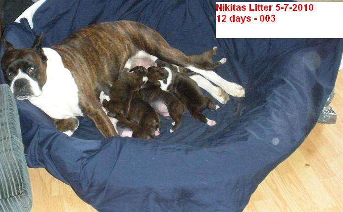 Jades Boxers, Nikita Female Boxer with her puppies