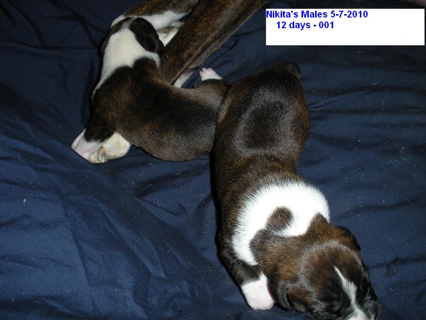 Jades Boxers Our Beautiful Flashy Reverse Brindle Boxer puppies