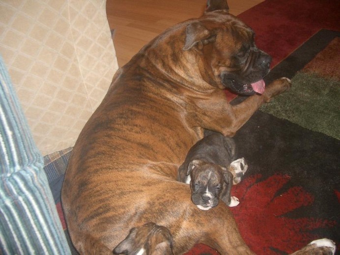 Sabian with one of our pure bred Boxer puppies.
