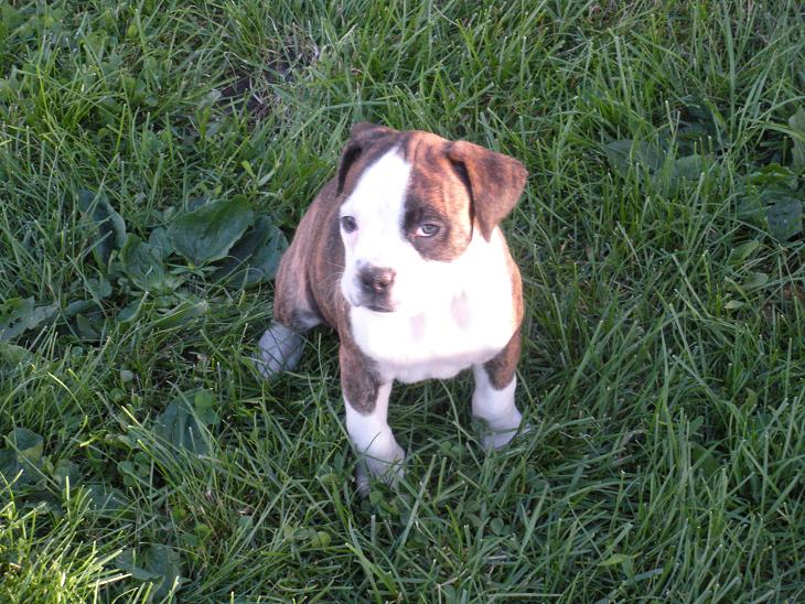 Jades Boxers - our BEAUTIFUL boxer puppy - flashy reverse brindle female sold in PA
