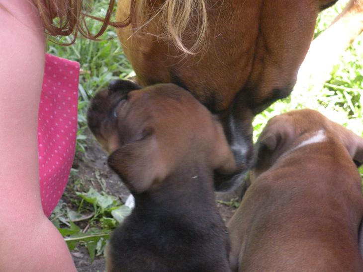 Jades Boxers - Boxer puppies with our daughter Azreal