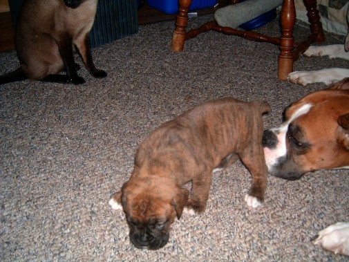 Sabian at 4 weeks old! Brindle male Boxer puppy now 98lbs.