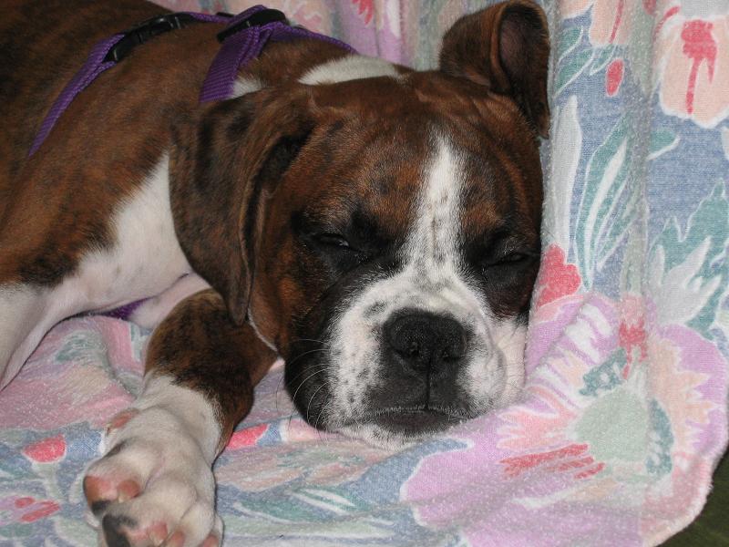 Jades Boxers - yet another happy puppy in her new home! :) pure bred boxer puppies for sale in PA