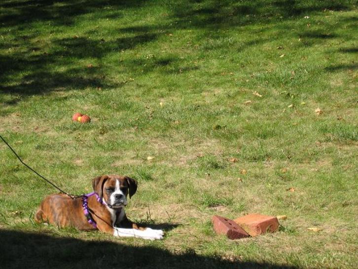 Jades Boxers - happy baby in her new yard - Boxer puppies for sale in PA