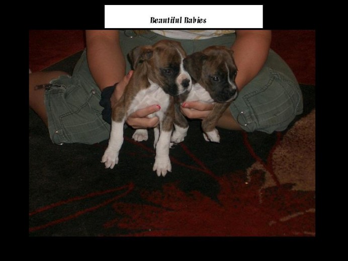 Jades Boxers - in Pa, for sale, boxer puppies