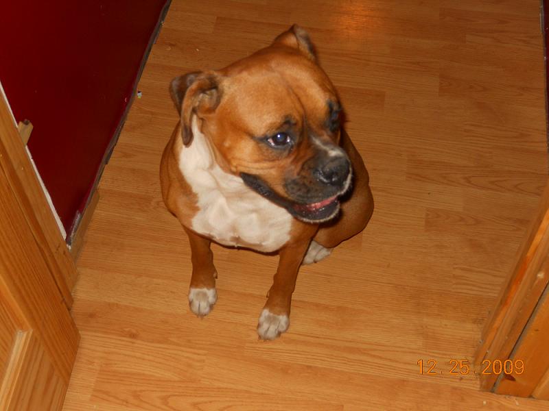 our Beautiful Fawn Female Madison, Mother of our upcomming litter of Boxer puppies for sale in PA