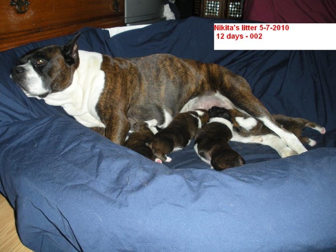 Jades Boxers, Nikita with her Beautiful Purebred Boxer puppies- Flashy reverse brindle female