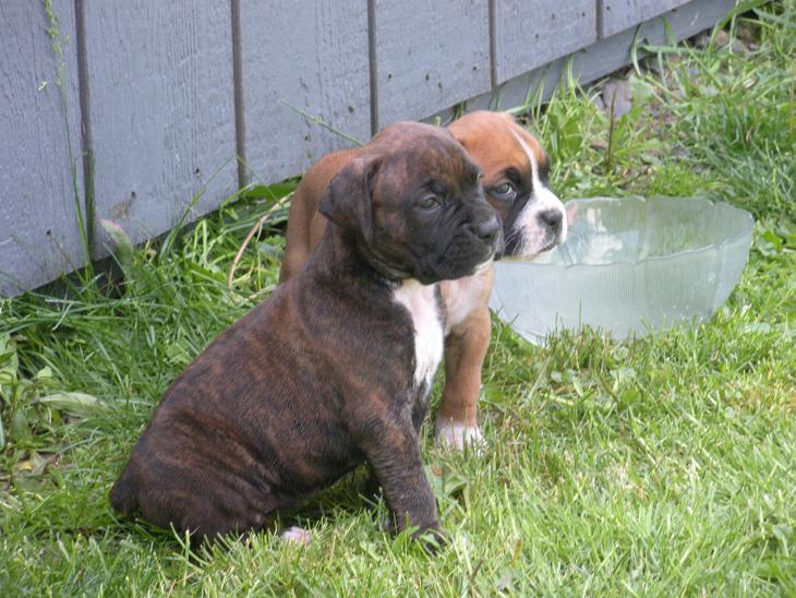 Jades Boxers - Reverse Brindle female (large) and flashy fawn male boxer puppies