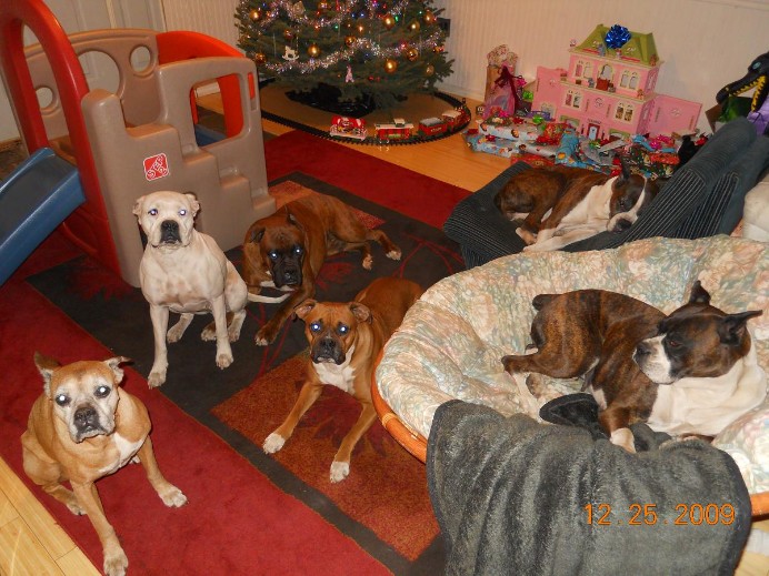 Jades Boxers - most of our family - Pure bred boxer puppies for sale in PA
